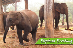 elephant-breeding-center